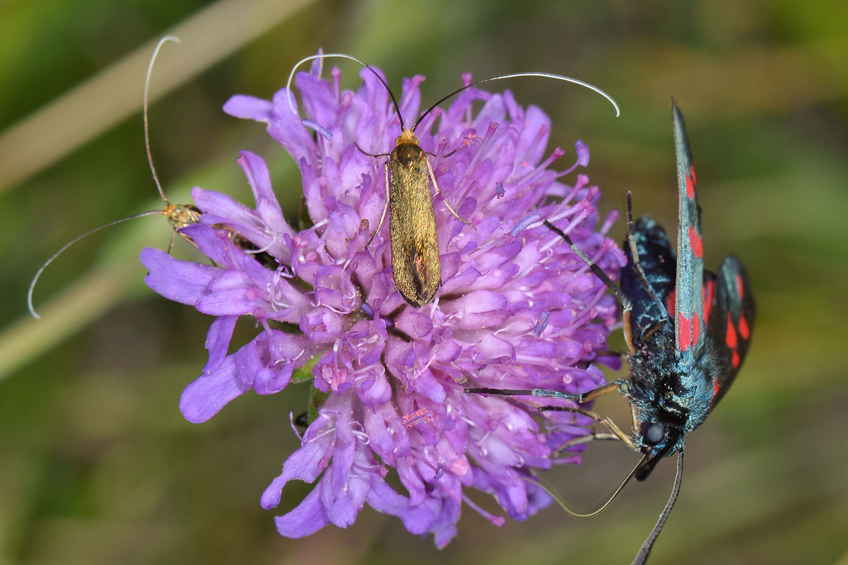 Nemophora sp? S, Nemophora metallica - Adelidae